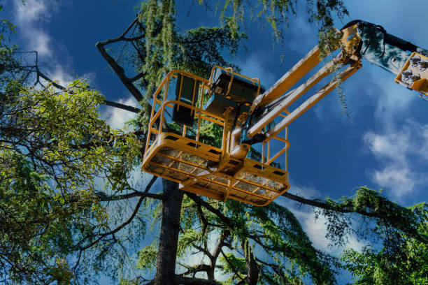 Reliable Oran, MO  Tree Services Solutions